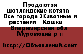 Продаются шотландские котята - Все города Животные и растения » Кошки   . Владимирская обл.,Муромский р-н